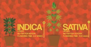 Sativa and Indica Plants