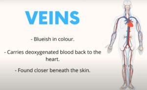 difference between vein and artery