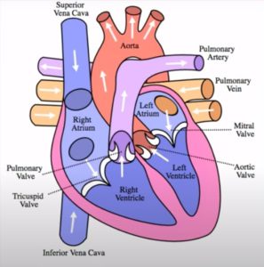 difference between vein and artery