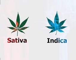 What is the difference between Sativa and Indica Plants?