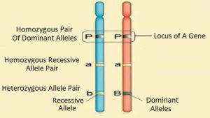 The difference between gene and allele