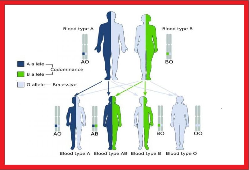 difference-between-gene-and-allele-with-comperison-table-in-detail