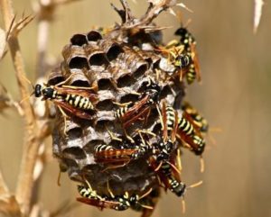 Differences between wasps and bees - Habitat and society of wasps and bees
