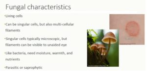 Fungi characteristics