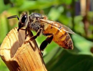 Differences Between Wasps And Bees - Larvae And Reproduction
