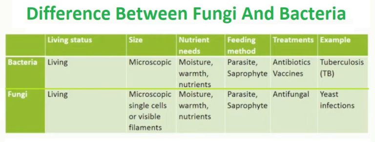 Difference Between Fungi And Bacteria With Comparison Table In Detail