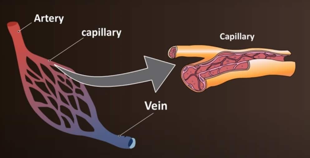 difference-between-vein-and-artery-with-structures-and-coparison-table