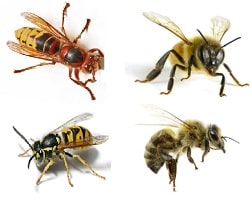 difference between Wasp and Bee