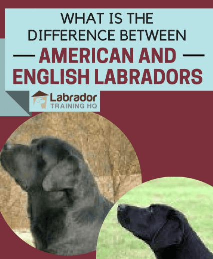 what is the difference between a british lab and an american lab