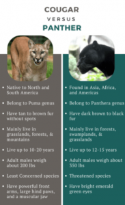difference between Panther and Puma