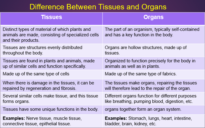 Difference between tissues and organs