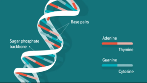 Basic Structure Of DNA