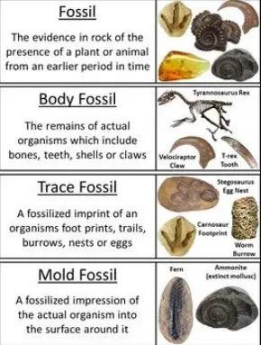 Different types of fossils with pictures