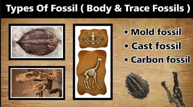 Examples of fossils body and trace fossils